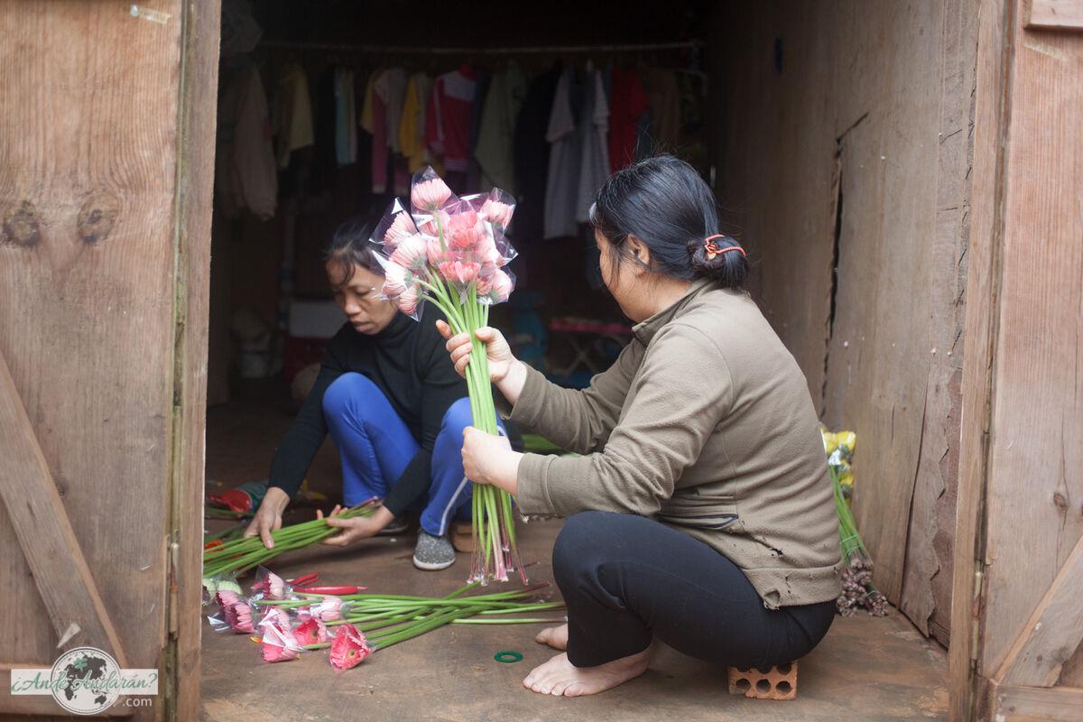 Empaquetando las flores, Dalat