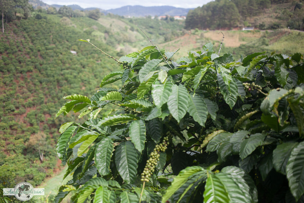 Plantaciones de cafe, Dalat