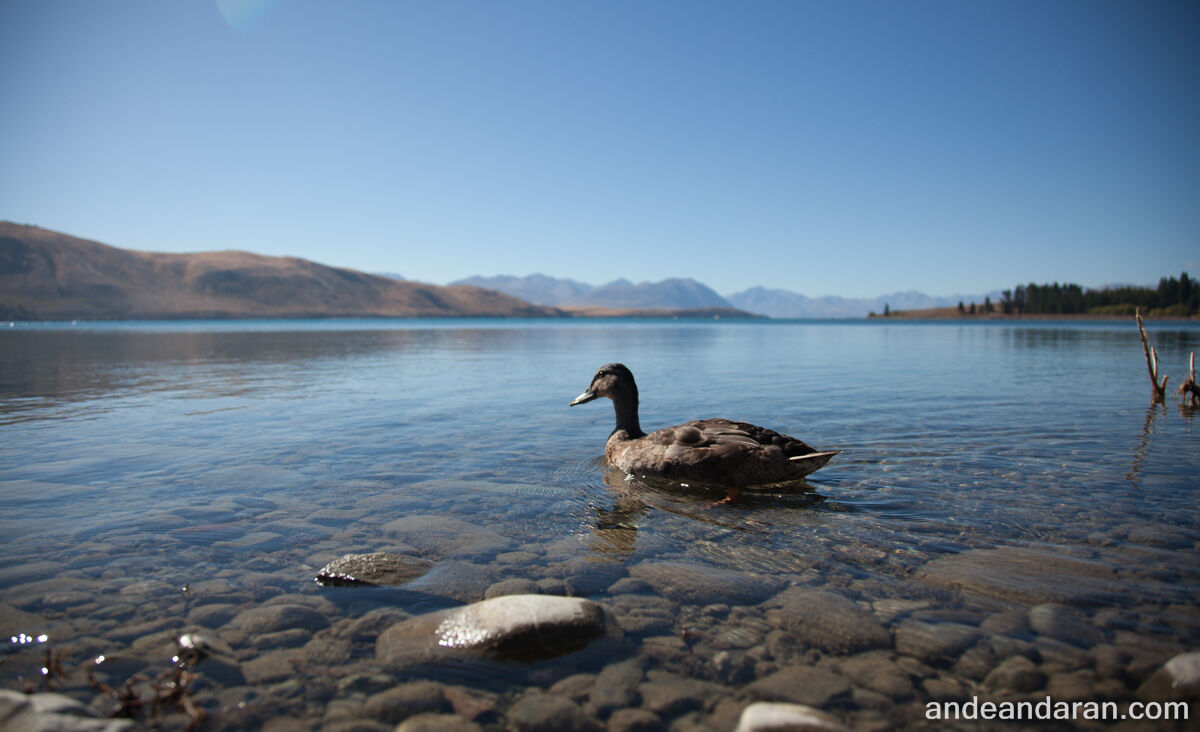 Un pato curioso en el lago Tekapo