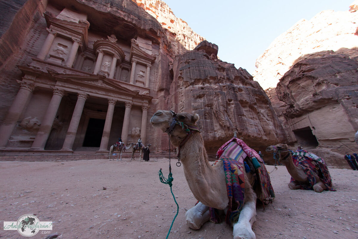 Camello en la plaza de The Treasury